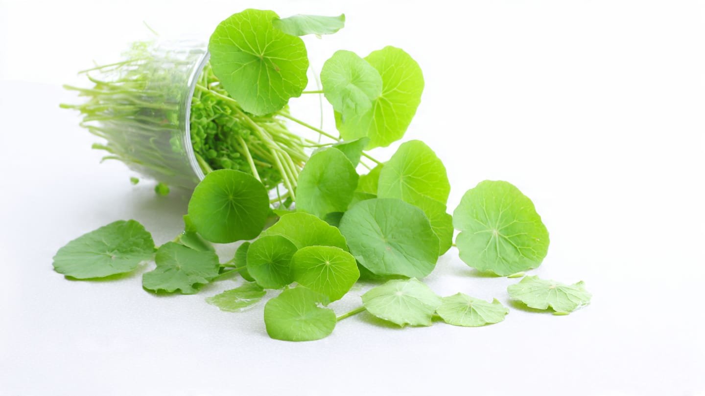 Cách Giảm Sốt Cho Trẻ Bằng Lá Nhọ Nồi – Mẹo Dân Gian Hiệu Quả, An Toàn