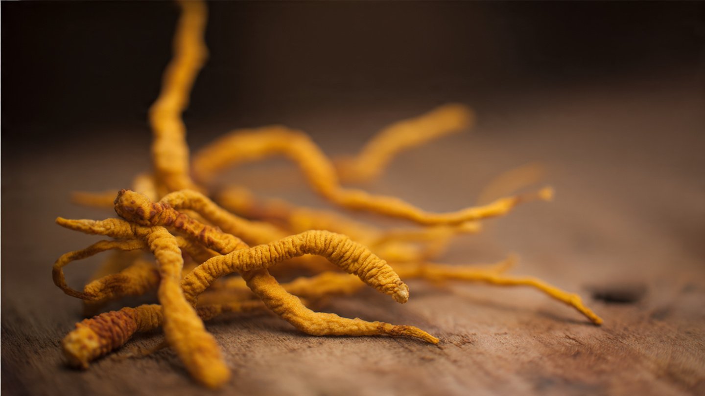 Cải Thiện Tuần Hoàn Máu Bằng Đông Trùng Hạ Thảo – Giải Pháp Tự Nhiên Cho Sức Khỏe Toàn Diện