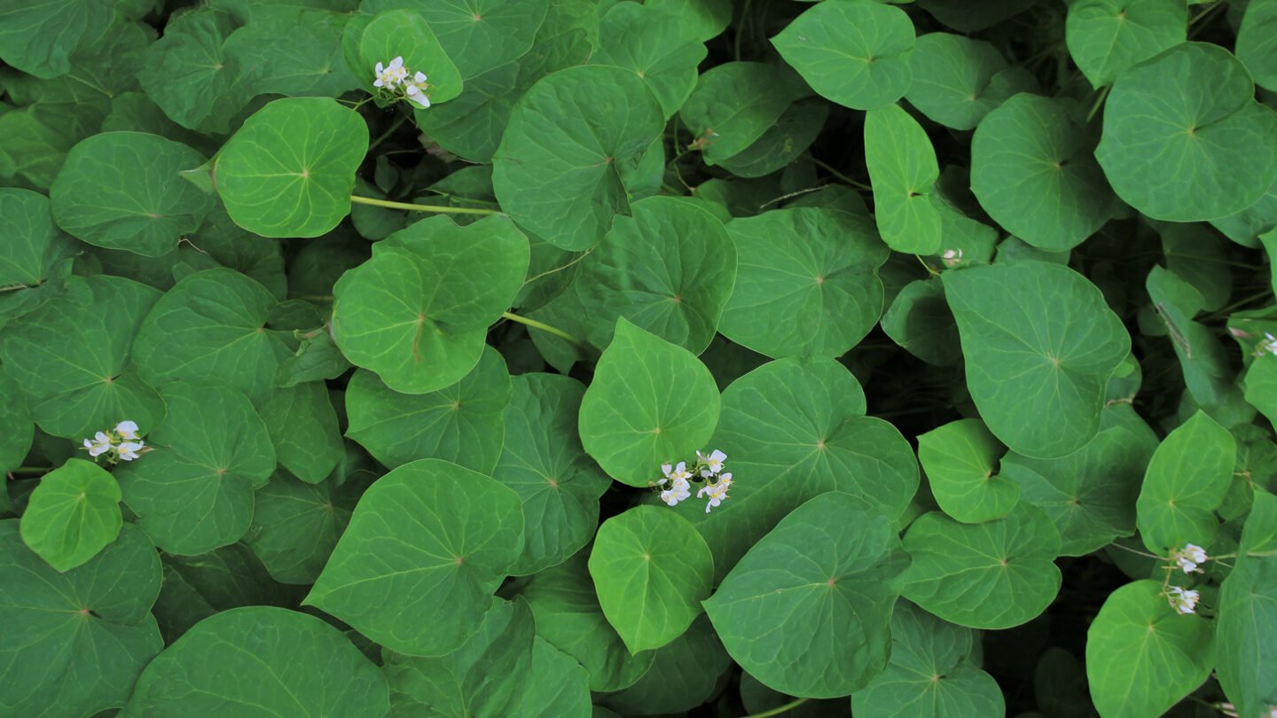 Lá diếp cá trong các bài thuốc dân gian truyền thống